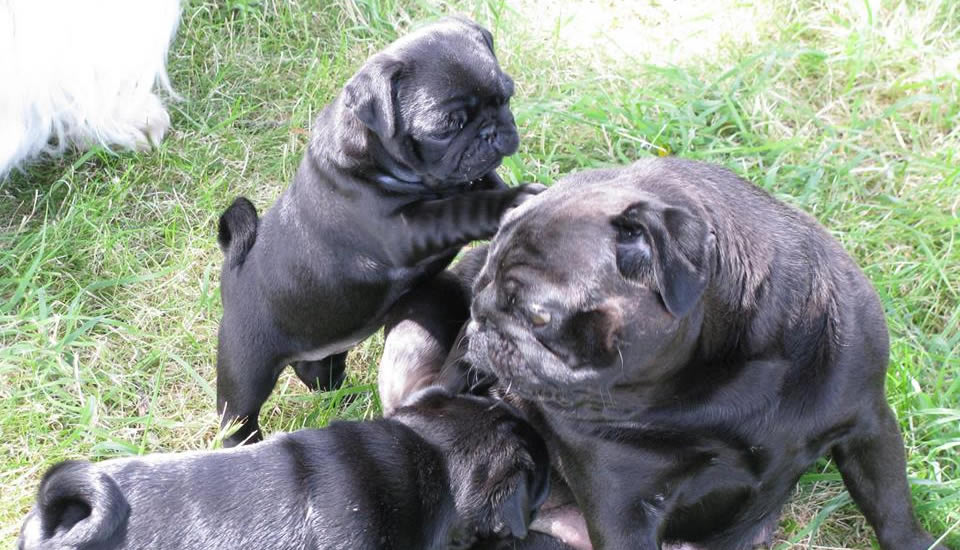 Clan Pug