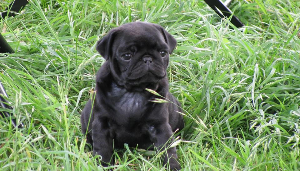 The Grass